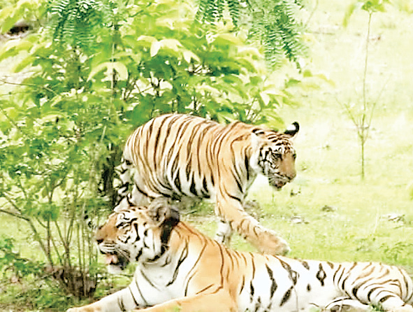 कंजर्वेशन रिजर्व