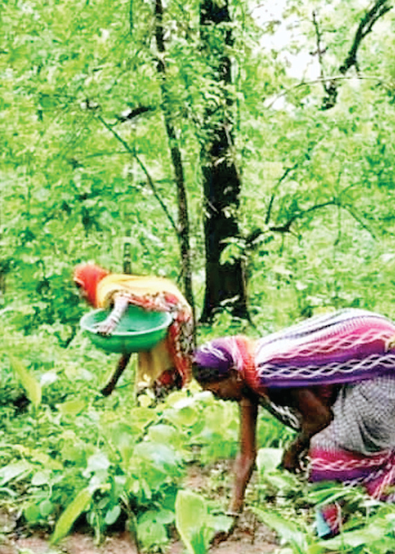  वन अधिकार