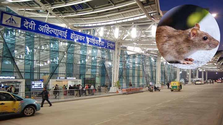 एयरपोर्ट चूहा कांड 