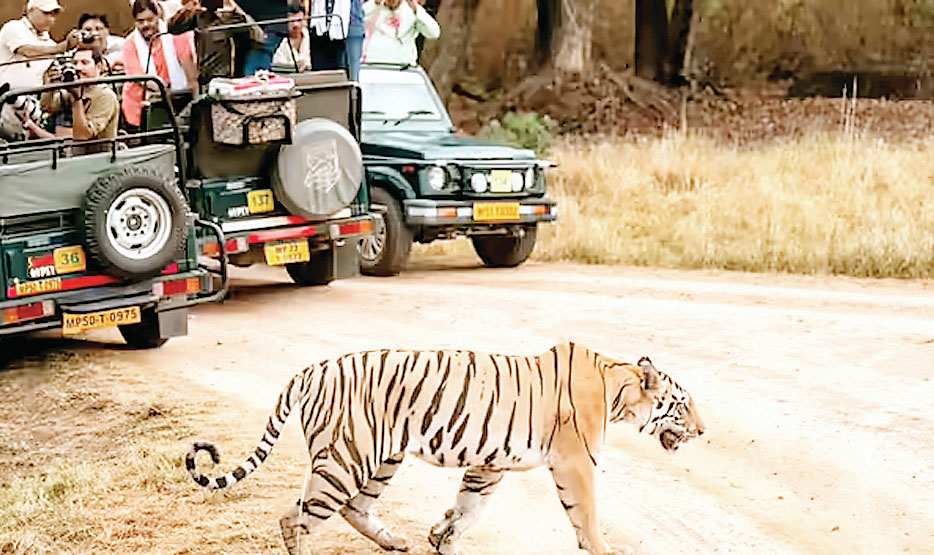 टाइगर रिजर्व
