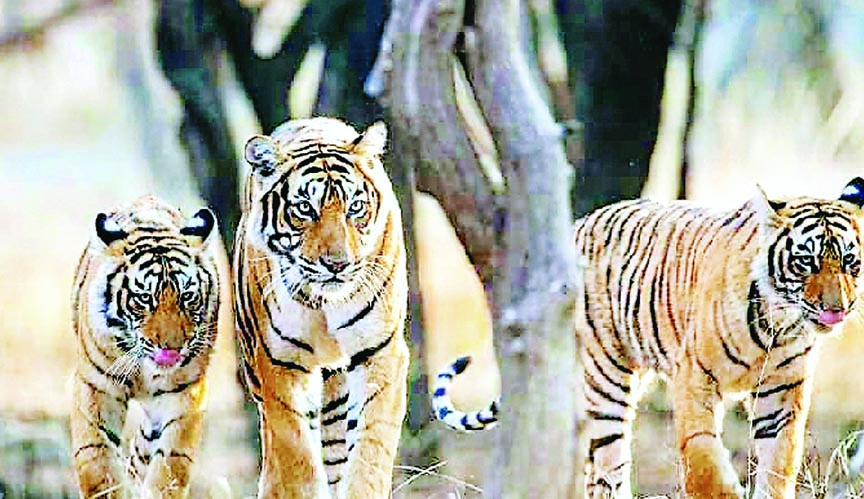 टाइगर स्टेट 