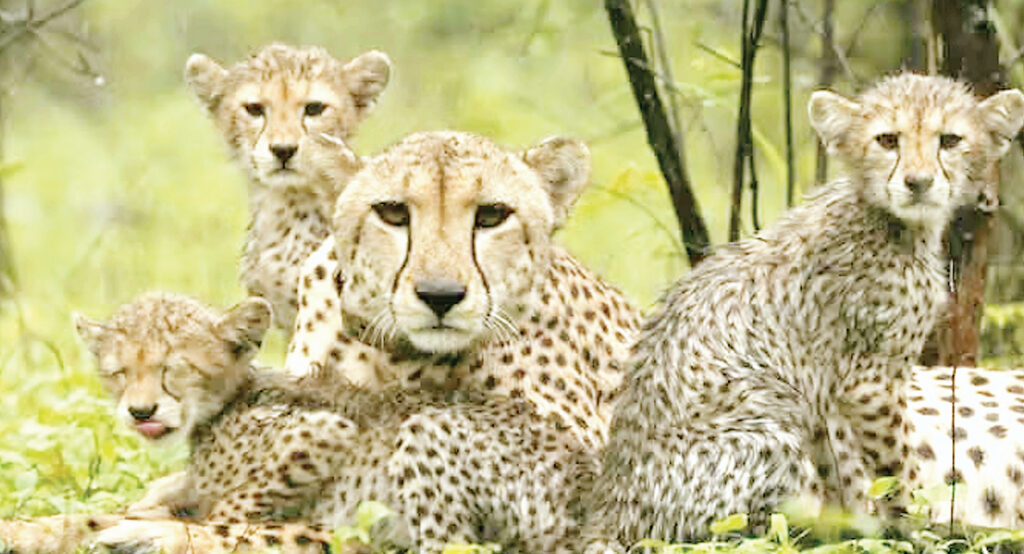 प्रोजेक्ट चीता