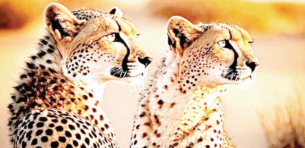 चीतों का कुनबा