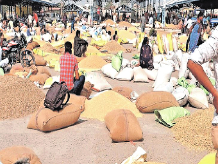 सोयाबीन