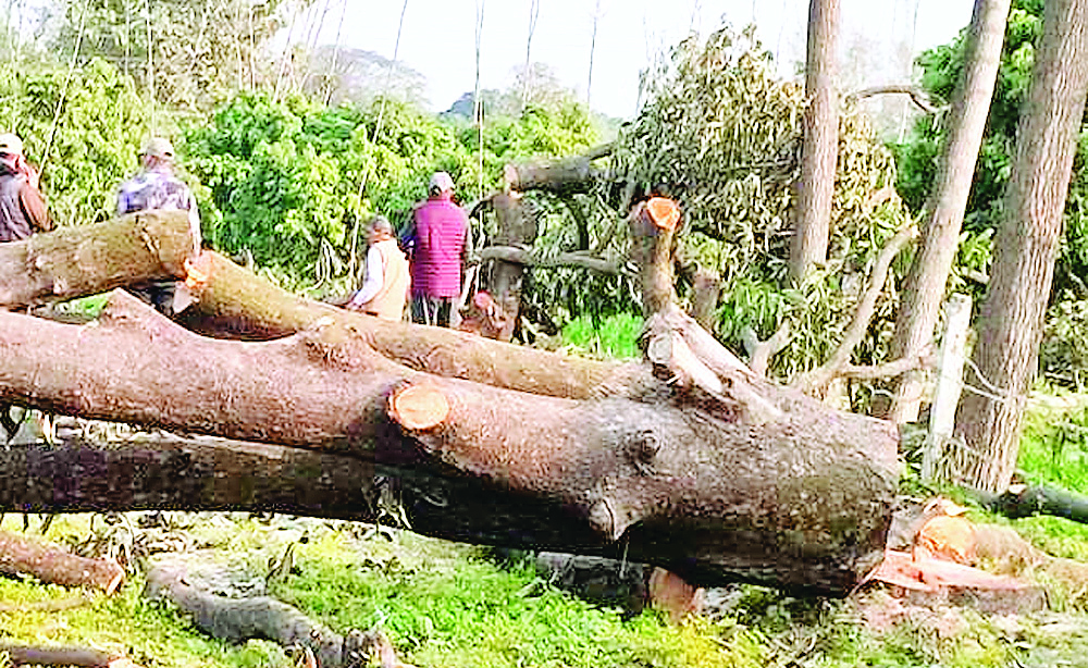 पेड़ों की कटाई 