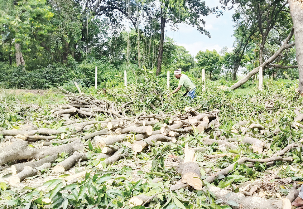 वनक्षेत्र में अवैध कटाई