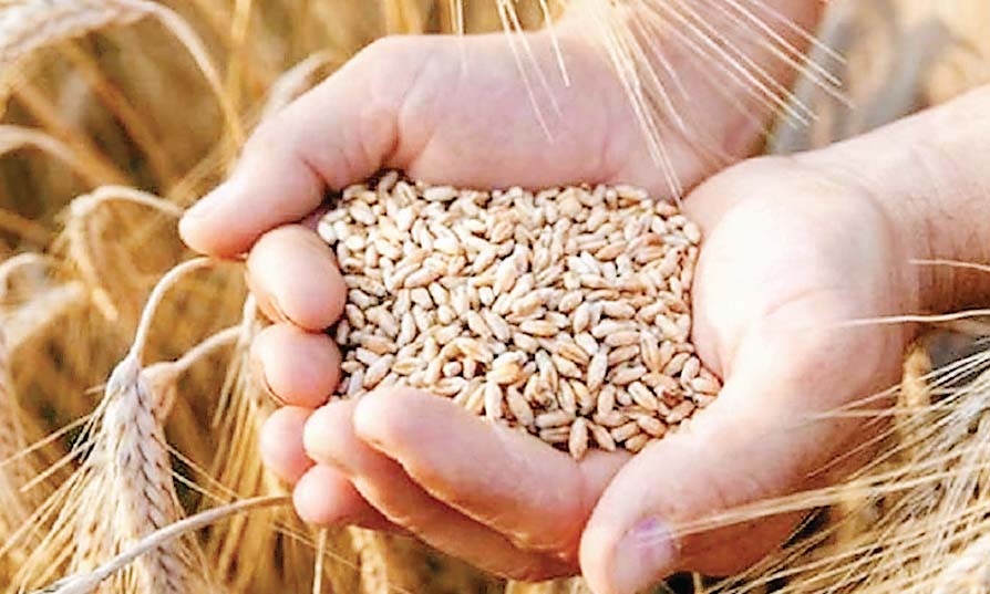 गेहूं खरीदी