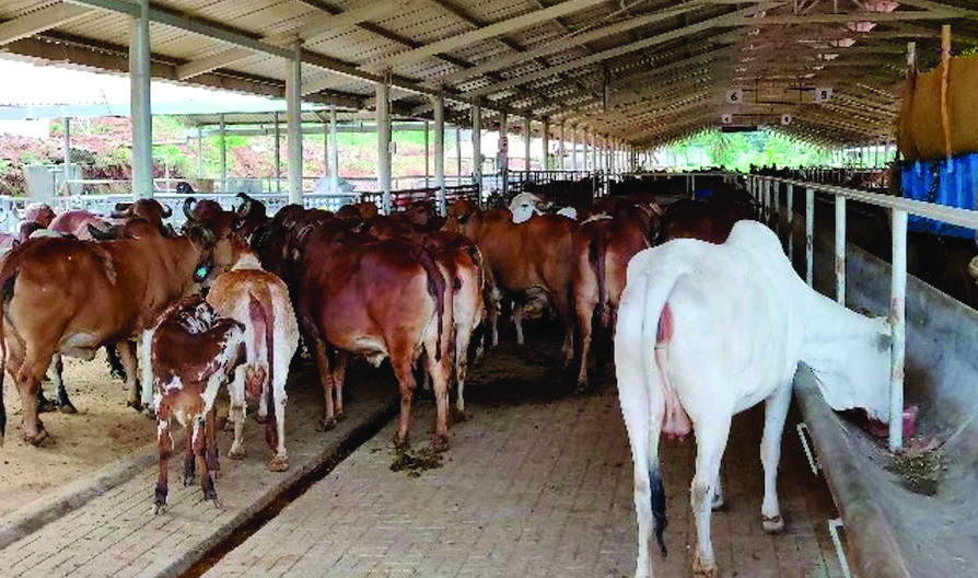 गौशालाएं