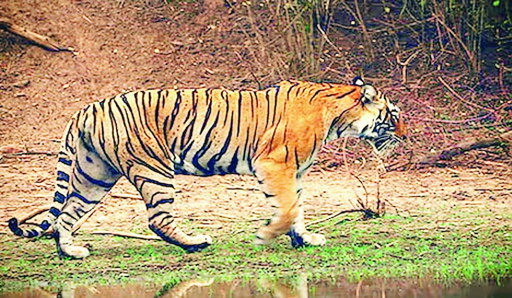 बाघों का अवैध शिकार