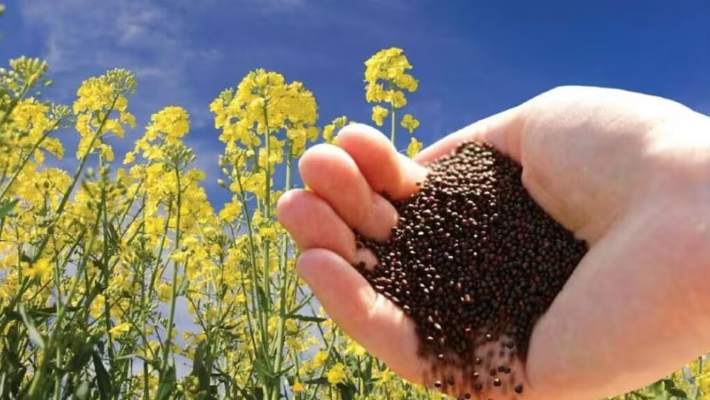 सरसों पर भावांतर 