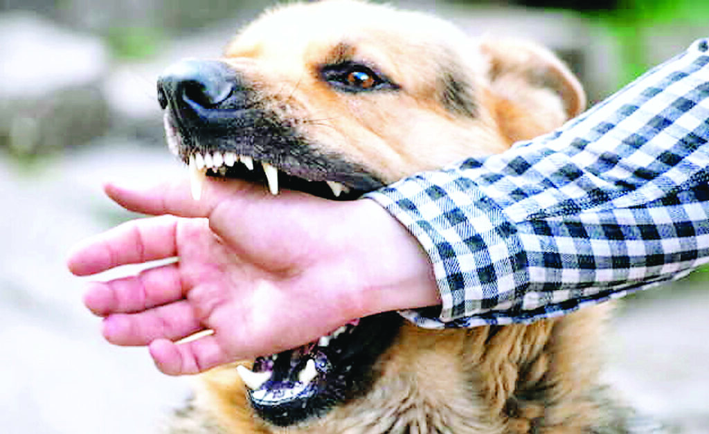 आवारा जानवर