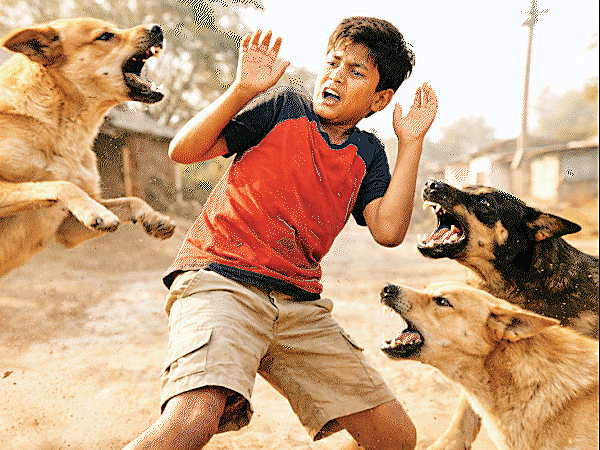  कुत्तों ने काटा