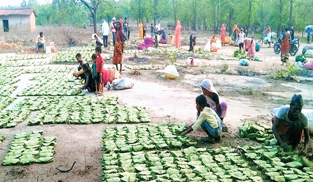 महिला तेंदूपत्ता संग्राहकों