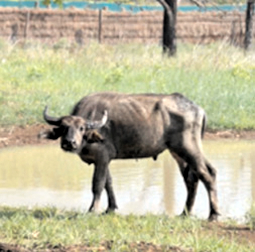 काजीरंगा 