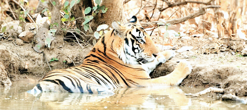 रानी दुर्गावती टाइगर रिजर्व