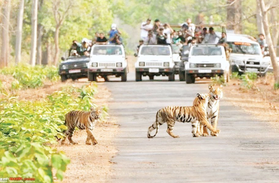 टाइगर रिजर्व क्षेत्र