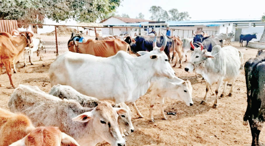 गौशालाओं 