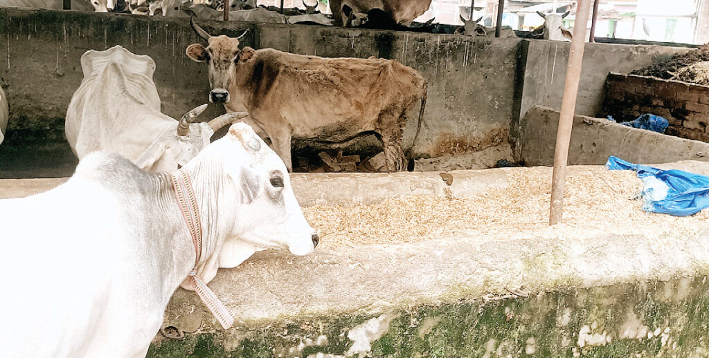 गौशालाओं में गौवंश कम