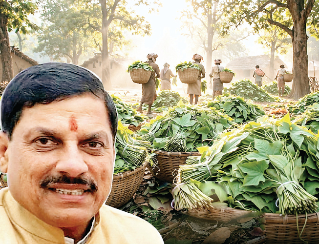 तेंदूपत्ता संग्राहकों